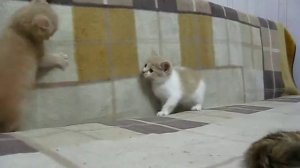 Котята 1.5 месяца.