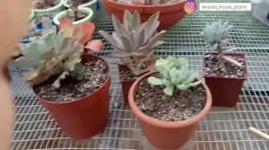 Суккуленты. Размножение и переукоренение. Эчеверии, Граптоверии и другие.