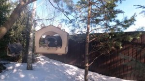 Что любит сойка. Лесная птица навещает кормушку и ест орехи.