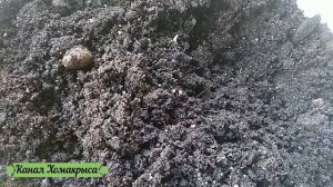 Страшные звуки медведки !!! Какие звуки издает медведка  Как выглядит медведка  Борьба с медведкой