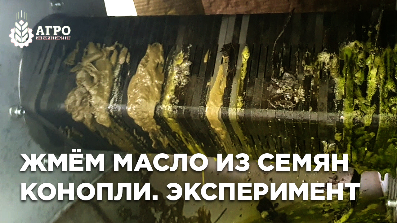 Конопляное масло. Отжимаем экспериментальную партию зерна конопли у себя на заводе.