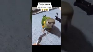 талантливый попугай