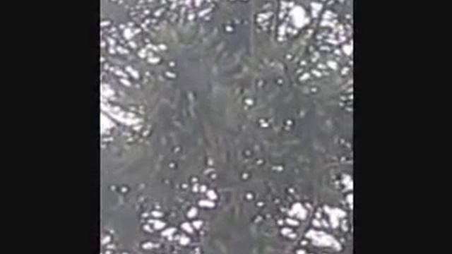 Araucaria bidwillii bunya tree смотреть онлайн