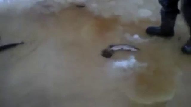 Как ловят рыбу на Дальнем Востоке. смотреть онлайн