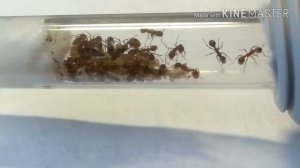 Содержание муравьёв вида Myrmica rubra, myrmica sp.