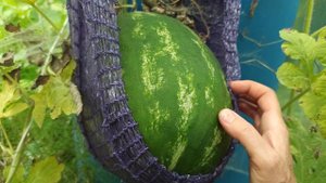 Арбуз Морган, привитый на лагенарию. 2 месяца на плети. Переспел???