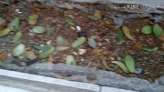 Quarantine propagation of Succulents