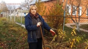 Топинамбур на грядке-здоровье в порядке! Как выращивать топинамбур