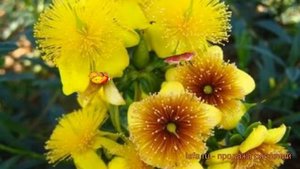 Зверобой кальмианум Джемо (hypericum) ? зверобой Джемо обзор: как сажать саженцы зверобоя Джемо