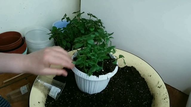 Цветы на балконе 11. смотреть онлайн