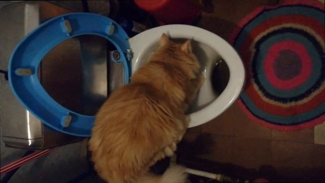 как приучить кота к унитазу (пошаговая инструкция)
