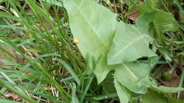 Басики нашли клад смотреть онлайн