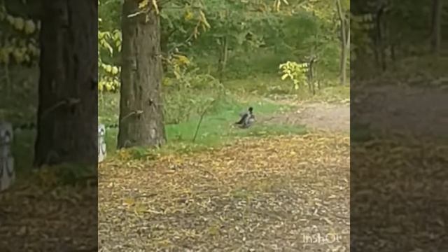 Бои Голубя против Вороны. смотреть онлайн