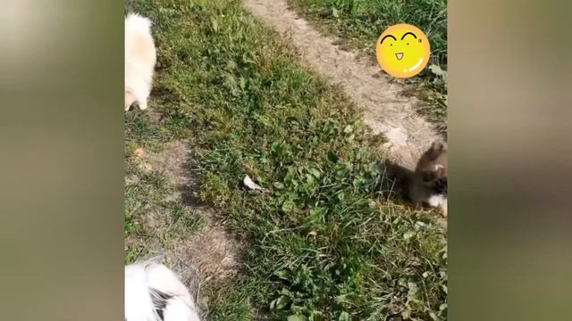 Теперь у нас ещё одна девочка! смотреть онлайн