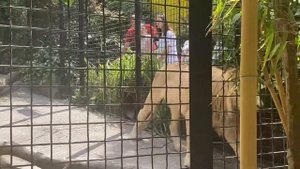 Шикарный белый лев проживает в Ялтинском зоопарке «Сказка»