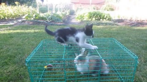 Кролик БАФФИ и ФАНТА СКИТЛС! СПИННЕР кролика БАФФИ ! Коктейли в домашних условиях