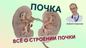 Почка: наружное и внутреннее строение