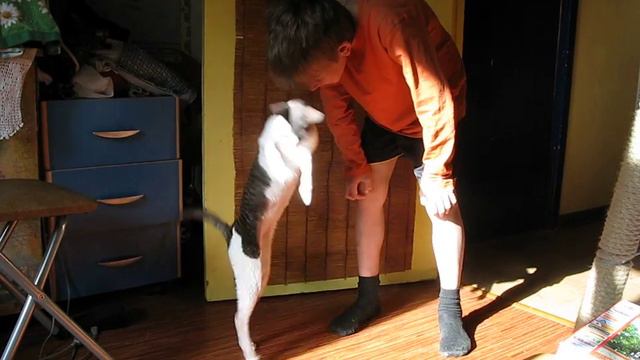 У кота солнечное настроение