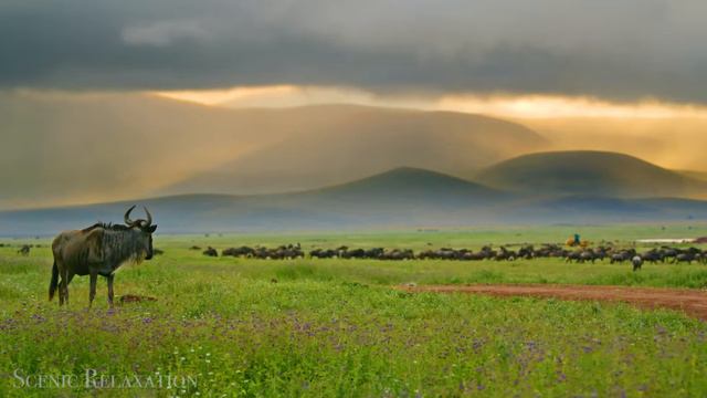 Животные Африки. HD Видео.