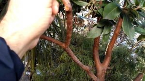 Пробуем на вкус плоды земляничного дерева(arbutus), Green acres, Roseville, California