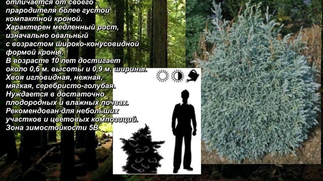 'Bady Blue' - "Бади Блю". Кипарисовик горохоплодный. Pea Cypress. Chamaecyparis pisifera.