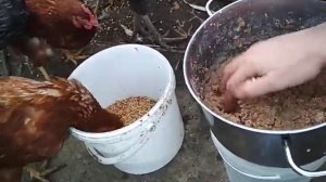 Кормление кур зимой//Что делать чтобы куры неслись зимой