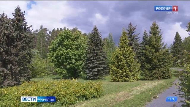 Самая большая ель Фенноскандии участвует в конкурсе «Российское дерево года 2023»