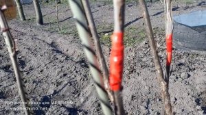 Про смородину Руднеус на золотистой смородине и фундук