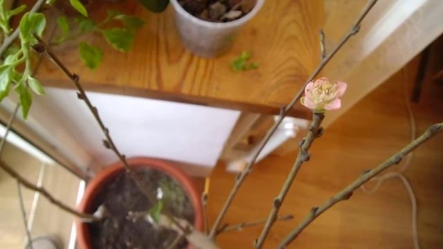 Цветение персика в домашних условиях смотреть онлайн