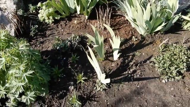 На даче. Прогулка по саду. Платикодон,Душица,Шалфей,Тархун и другое. смотреть онлайн