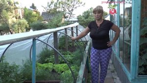 Выращивание зелени в парнике.