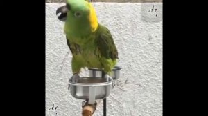 АЛЬХАМ