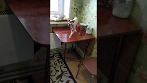 Кот сфинкс разговаривает с хозяином и называет его мамой