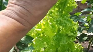 Как получить семена салата?