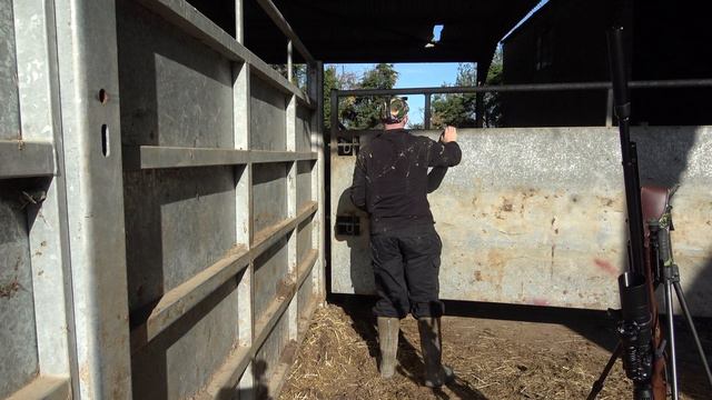 Airgun Daytime Rat Shooting Plus bonus feral pigeons with the ATN 4K Scope смотреть онлайн