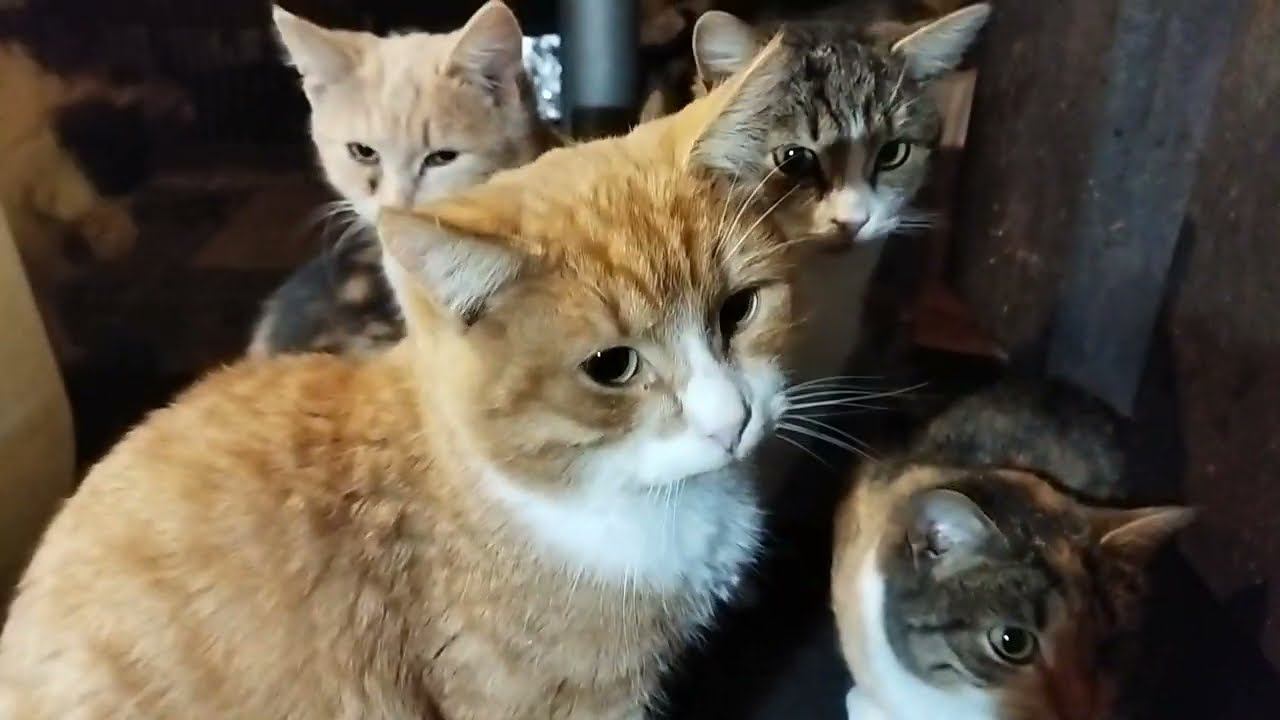 Коты смотрят на тебя подписчик и им есть что сказать. КукуруЗо. смотреть онлайн