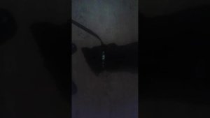 Хозяин ругает собаку