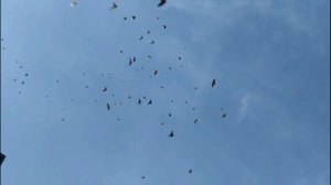 Николаевские голуби города Николаева