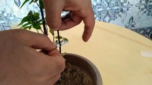 طريقة اكثار البولكا.hypoestes phyllostachya