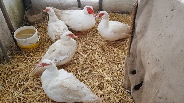 Мои мускусные утки тяжёлой французской линии.