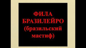 Топ 15 самых опасных пород собак Опасные собаки Самые злые собаки