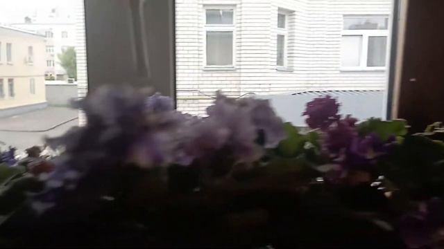 Как растут сеянцы Глоксинии!!! что сейчас у меня цветёт!!!! смотреть онлайн