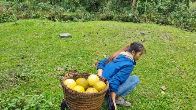 The girl harvests tangerines and grapefruits and brings them to the market to sell | Wish Thi Duong смотреть онлайн