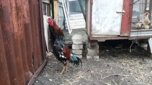 порода кур шамо Shamo