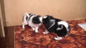 Щенки Японский ХИН
