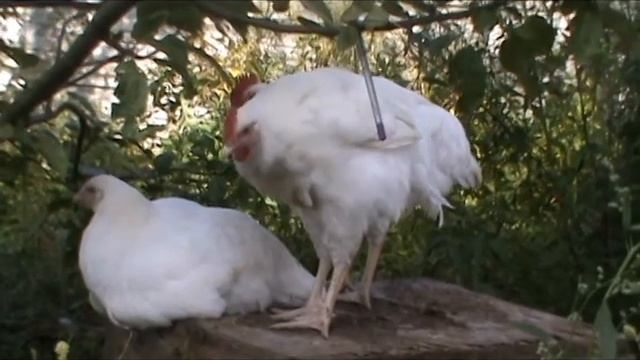 Молодняк кур в домашнем хозяйстве Цыплята Геркулес Быстрорастущие цыплята смотреть онлайн