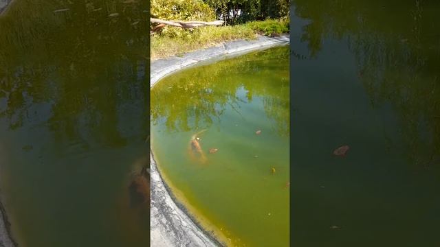 Карпы выросли за 7 лет из маленьких мальков смотреть онлайн