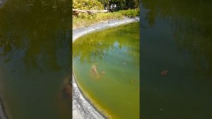 Карпы выросли за 7 лет из маленьких мальков