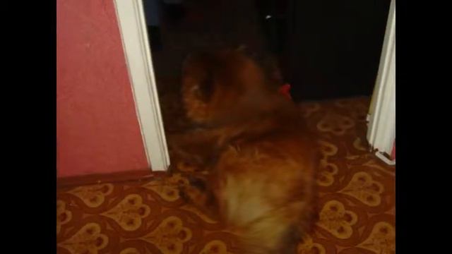 бадди смотреть онлайн