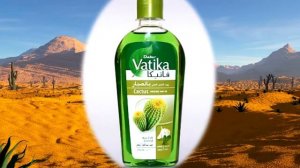 10 интересных фактов про кактусы.